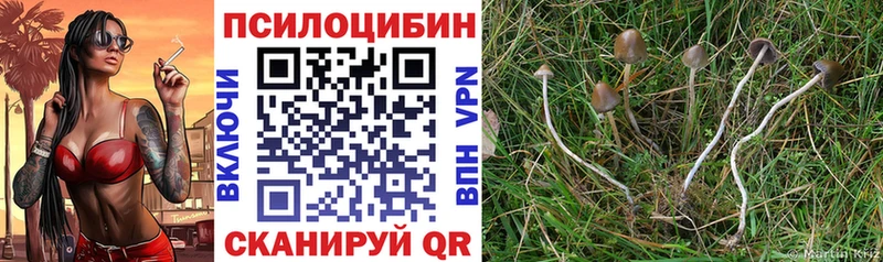Псилоцибиновые грибы GOLDEN TEACHER  как найти наркотики  Нефтекумск 