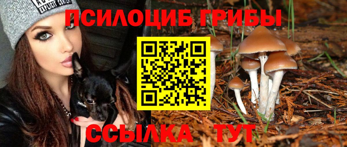 Псилоцибиновые грибы Cubensis  Нефтекумск 